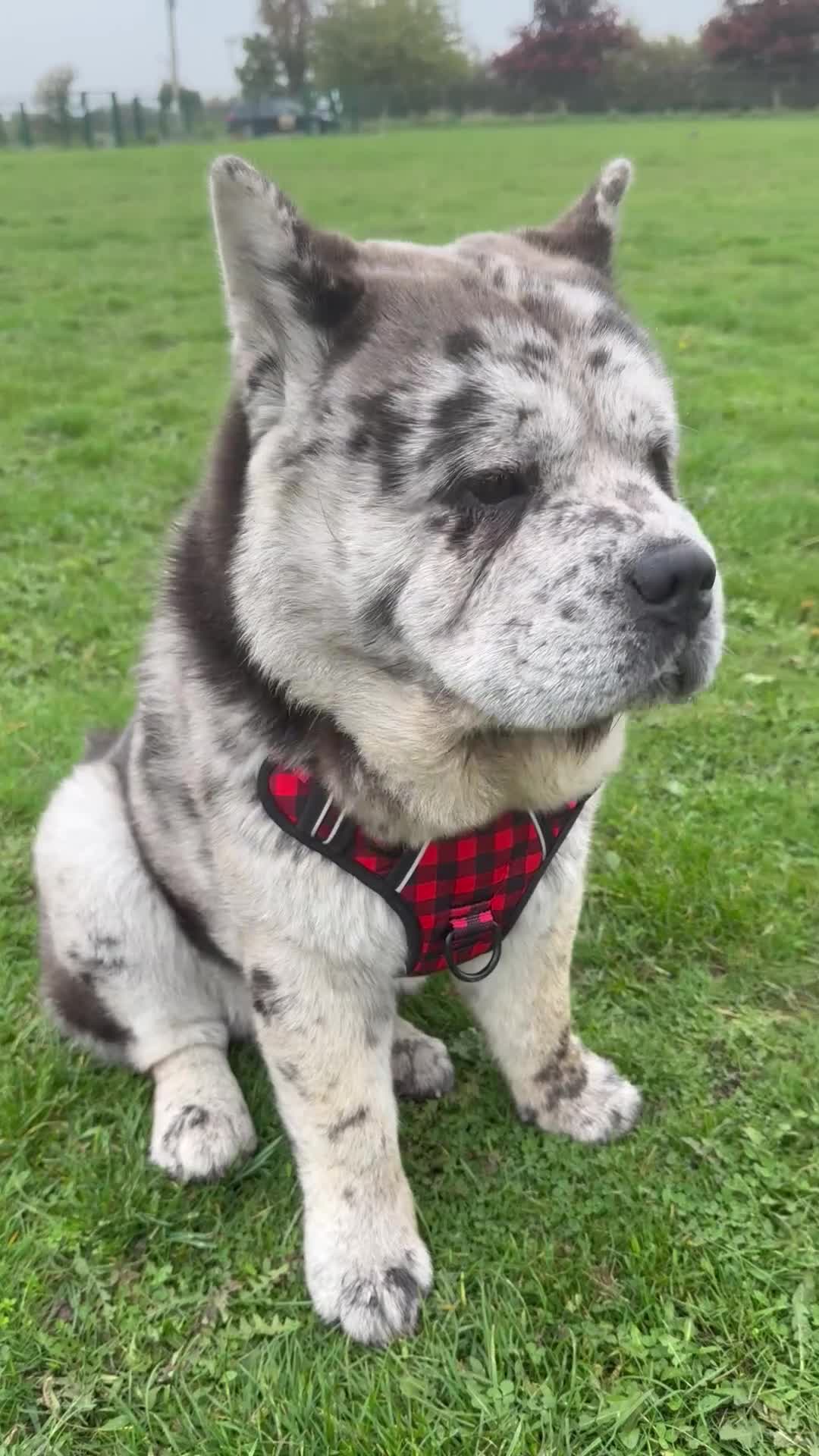 Chow Chow dogs for stud: Rare Smooth Coat Blue Merle for Stud - Video 1