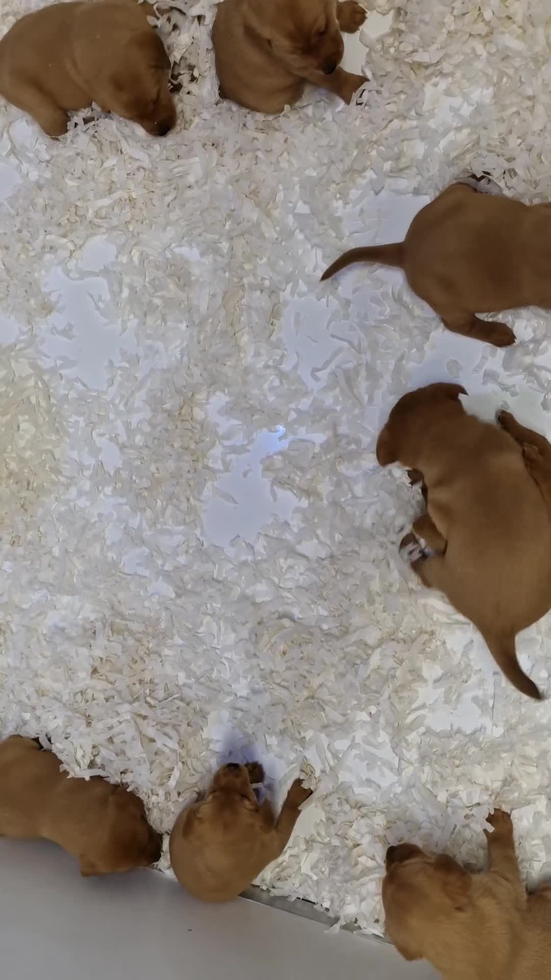 Labrador Retriever dogs for sale: Kc Fox Red Lab Pups From Health Tested Parents  - Video 1