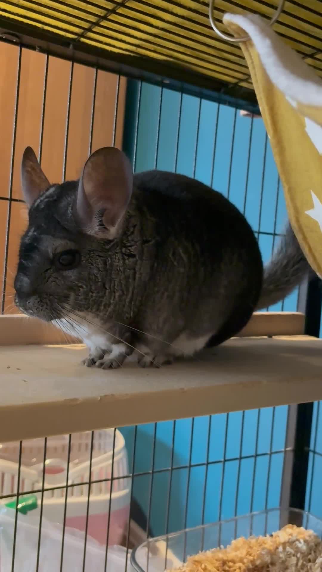 Chinchilla rodents for sale: Female Chinchilla 4yrs with cage & accessories  - Video 1
