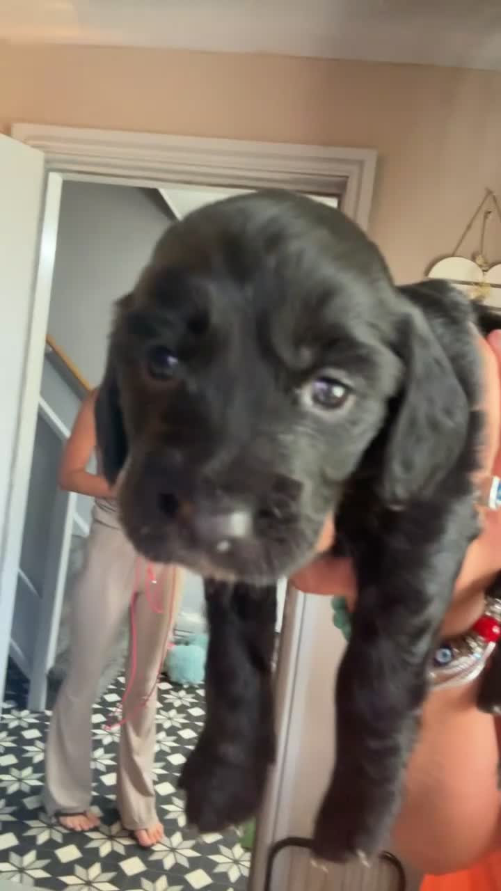 Cockapoo dogs for sale: F2 Cockapoo  - Video 4