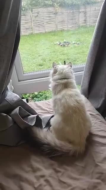 Siberian cats for sale: Siberian Masquerade  - Video 1