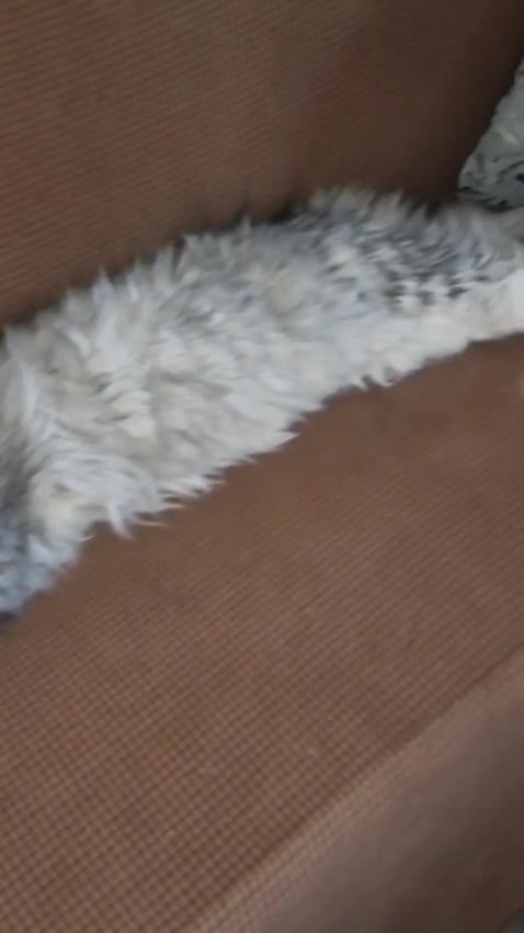 Maine Coon cats for sale: Pure Breed Maine Coon Male - Video 2