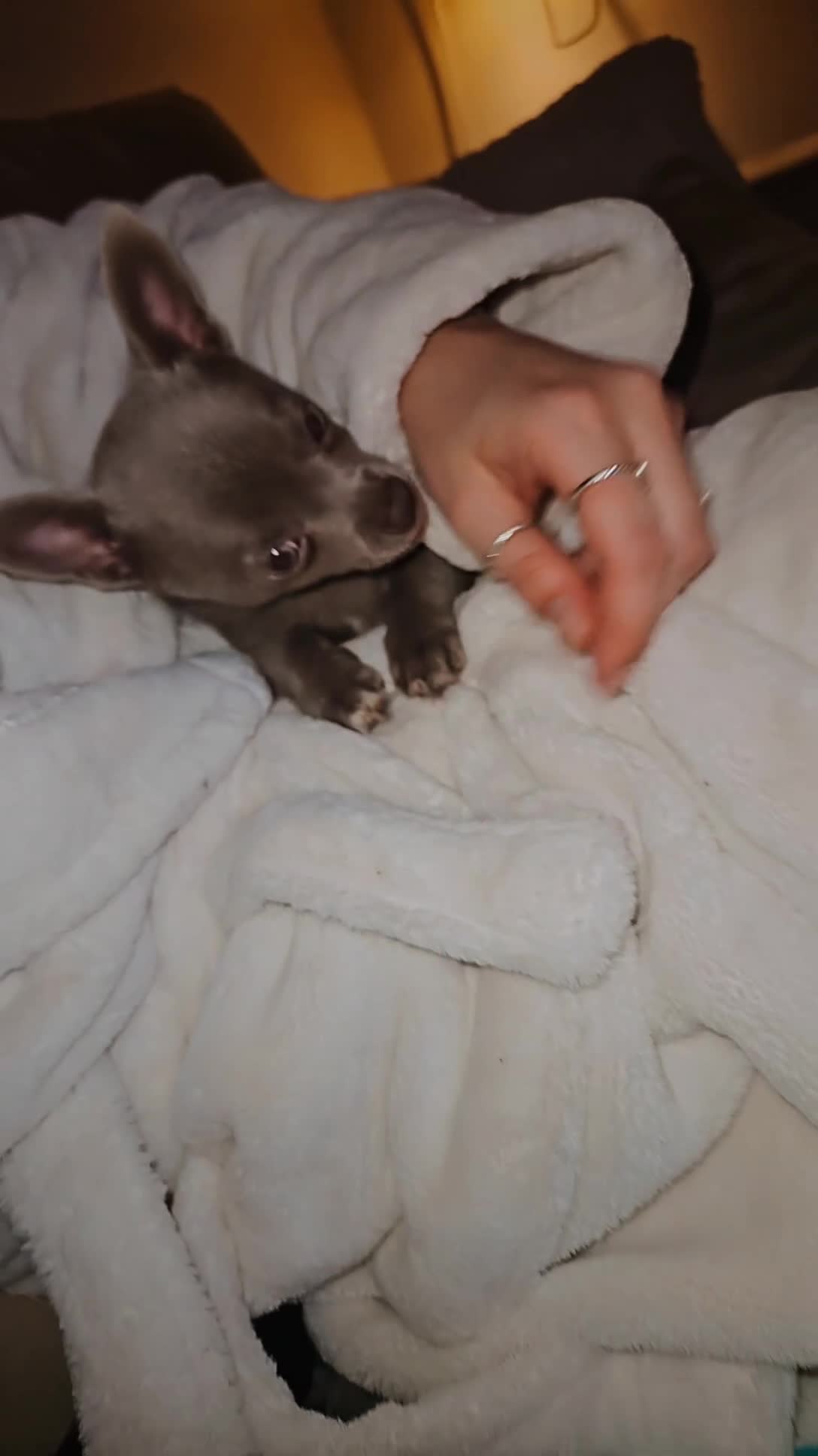 Chihuahua dogs for sale: Blue chihuahua  in Treharris - Video 1