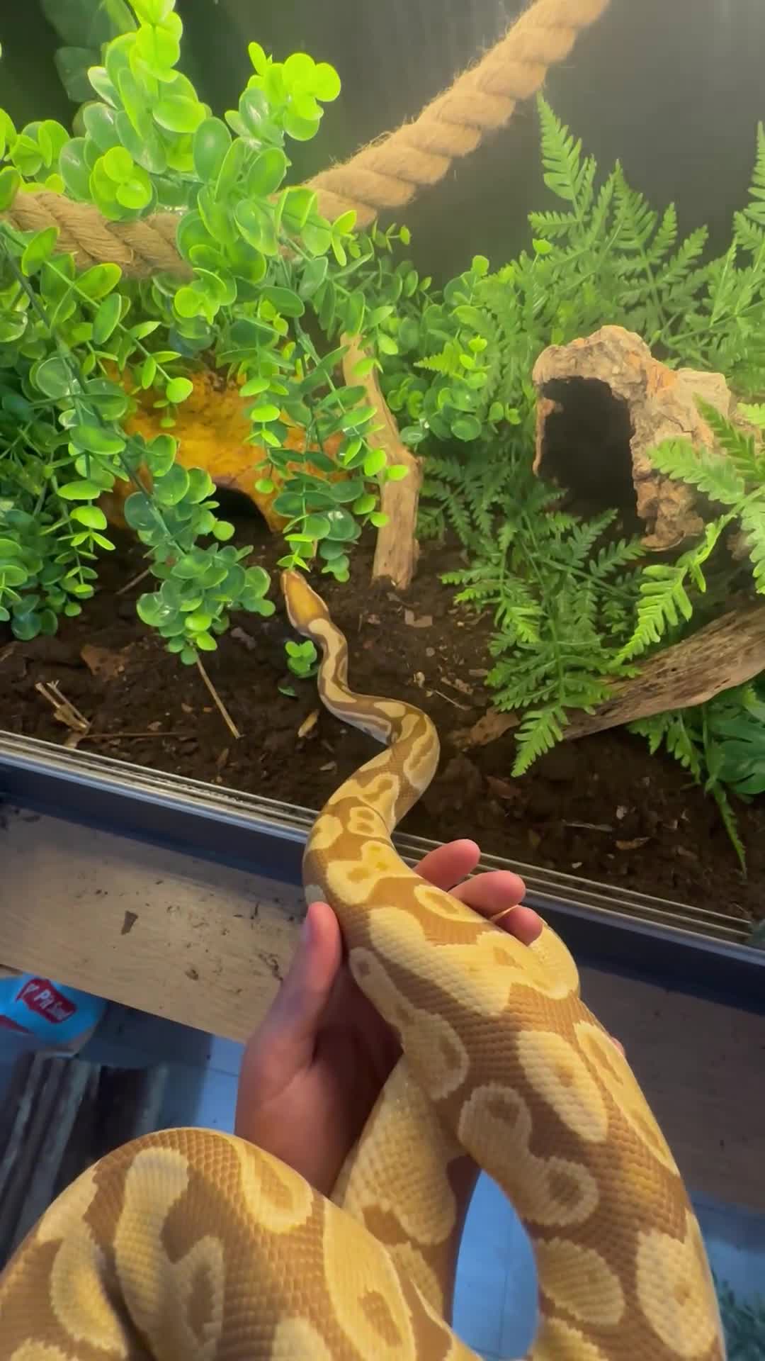 Python Snake reptiles for sale: male ball python - Video 1