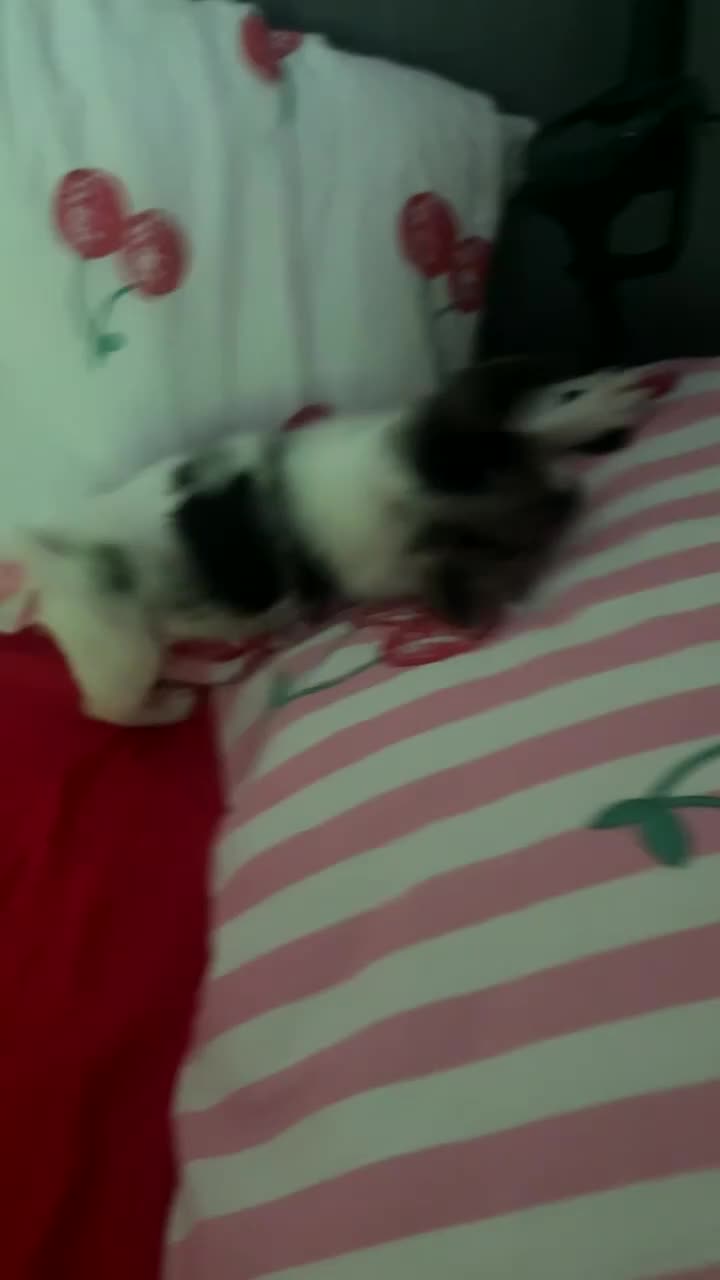Jack Chi dogs for sale: 8 week male pup, chihuahua x jack  in Bristol - Video 1