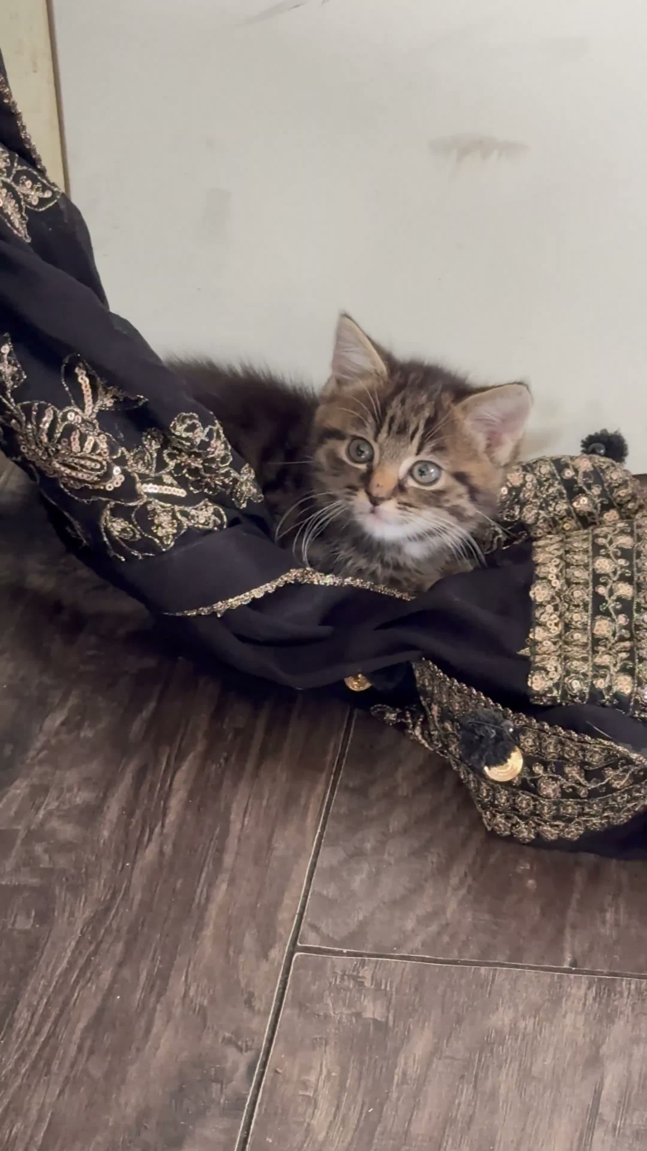 Domestic Shorthair cats for sale: Adorable kittens looking for their forever home! - Video 1