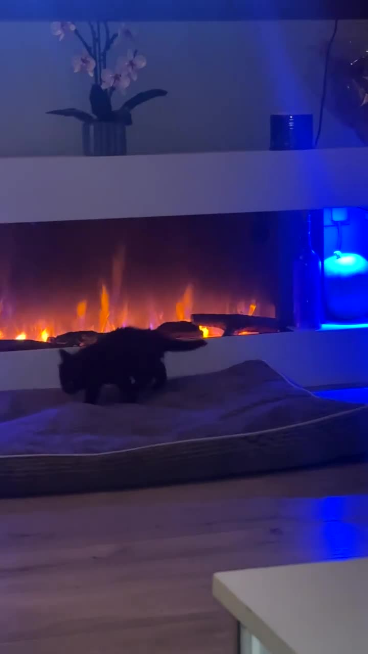 Mixed Breed cats for sale: Beautiful kittens - Video 1