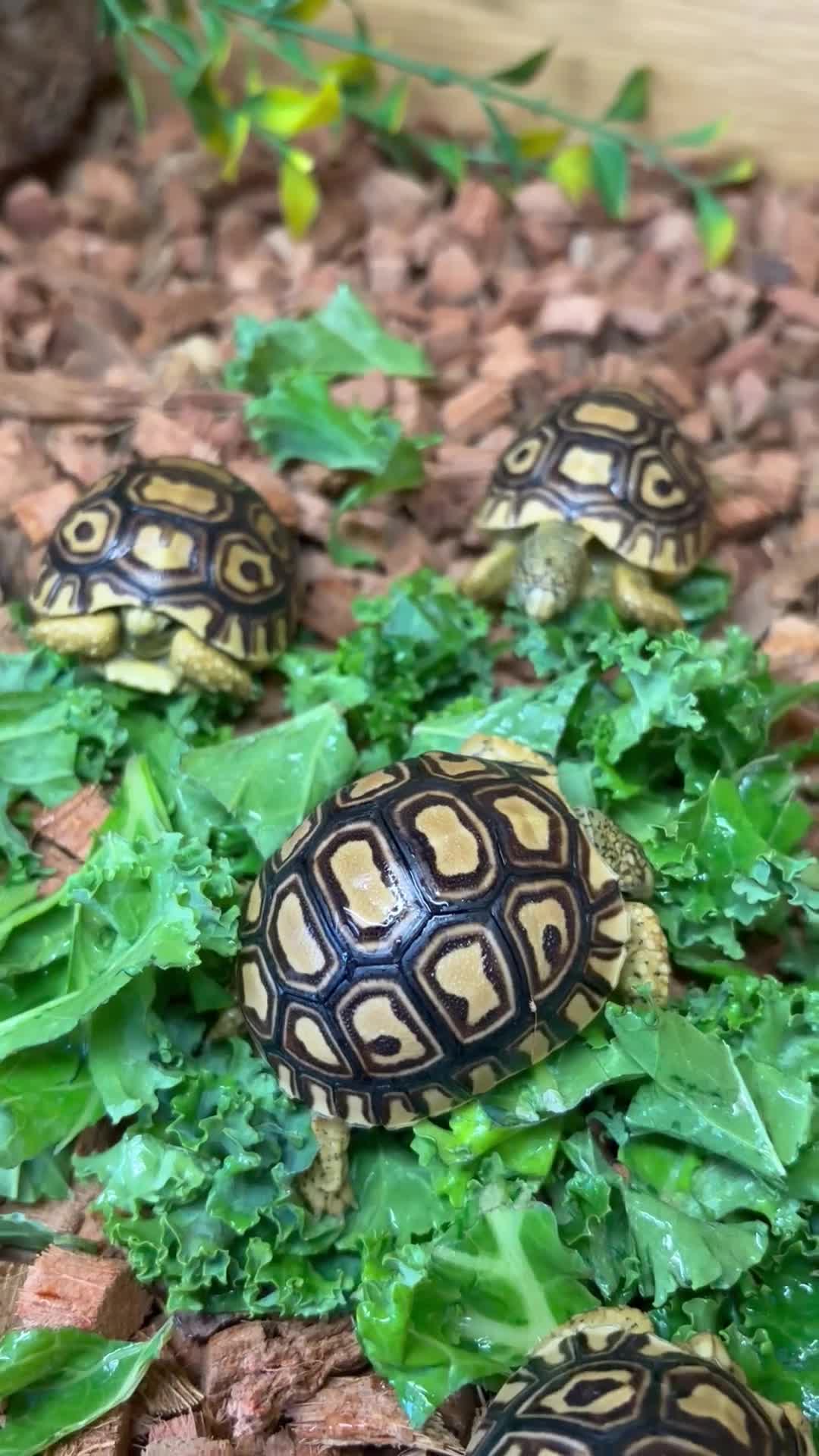 Tortoise reptiles for sale: Leopard Tortoise Hatchlings - Video 2