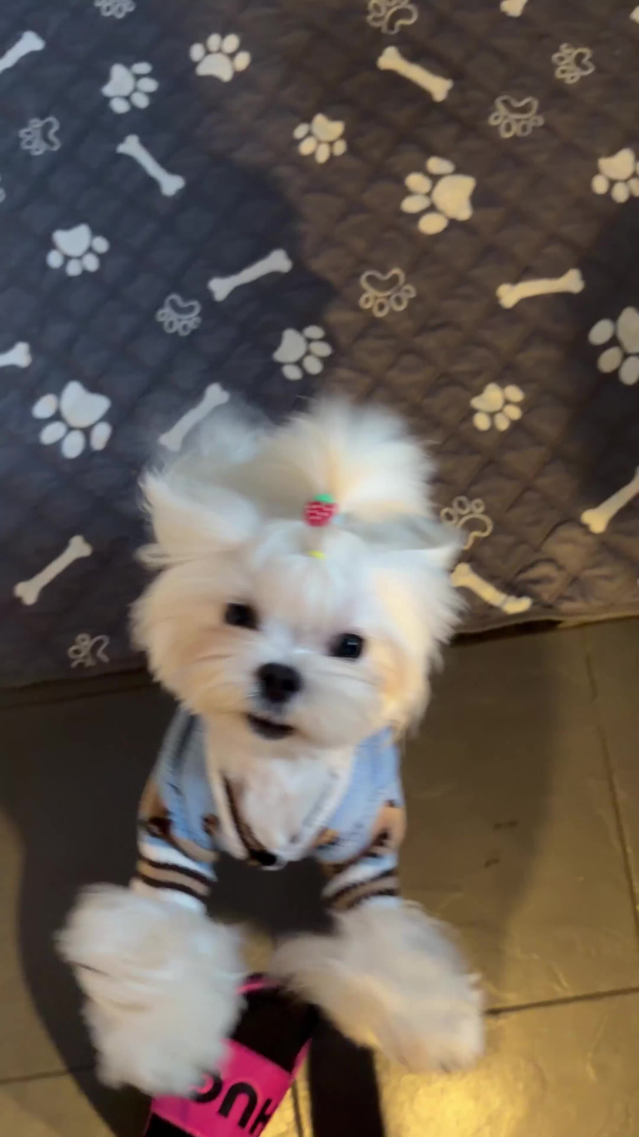 Maltese dogs for stud: 👑Exquisite KC Korean Maltese Stud DNA Clear👑 - Video 1