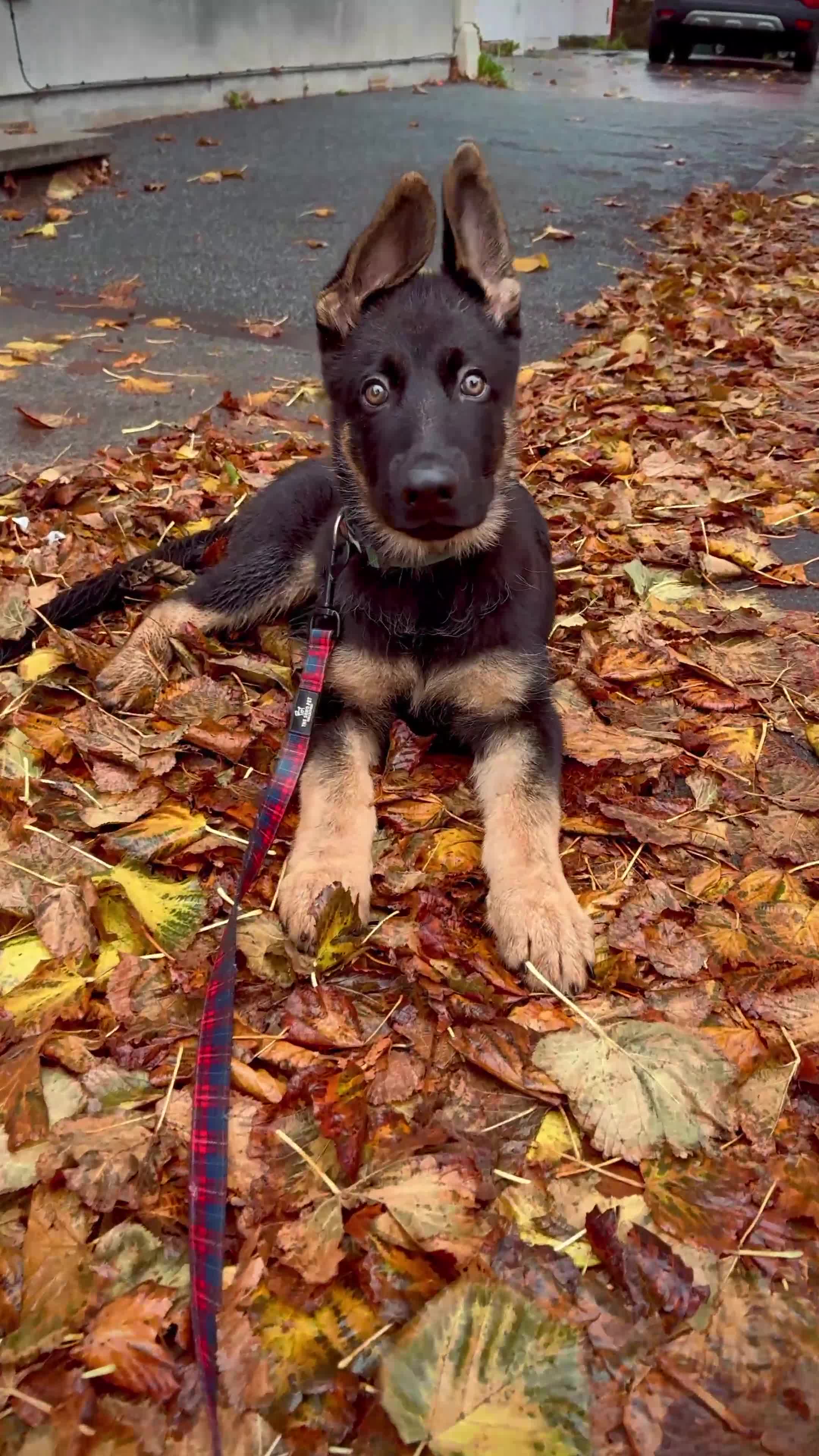 German Shepherd dogs for sale: German Shepherd Puppy (4 months old) - Video 2