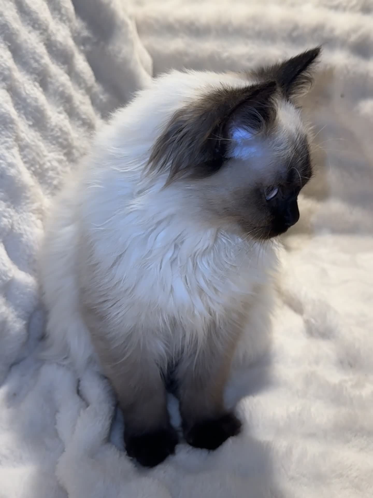 Ragdoll cats for sale: Ragdoll Female Kitten - Video 1