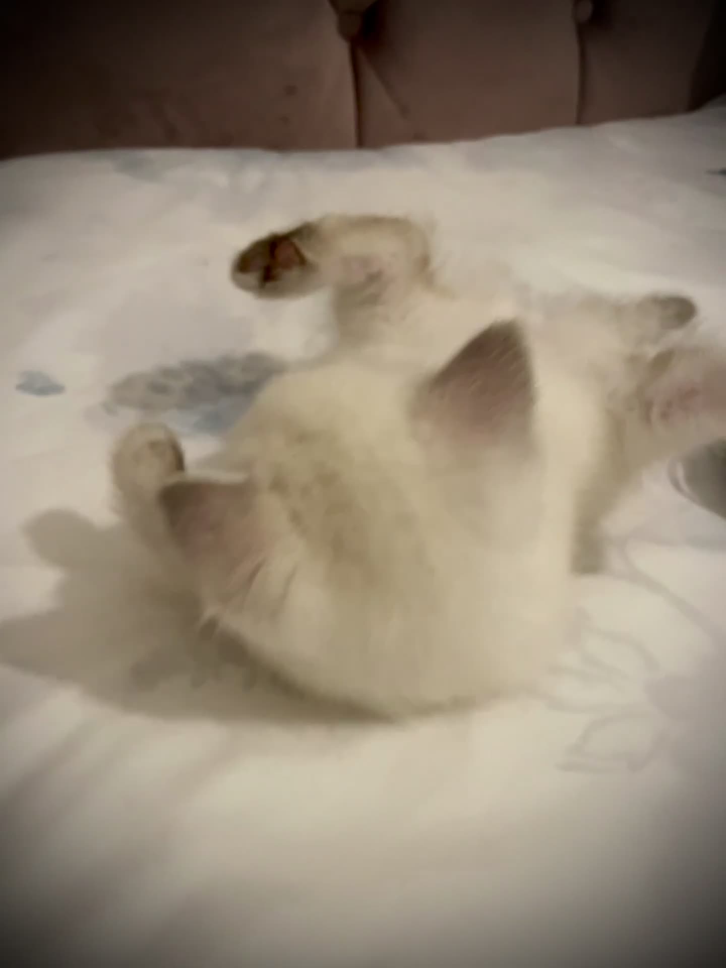 Scottish Fold cats for sale: Selling Adorable Scottish Fold & Straight Kittens - Video 1