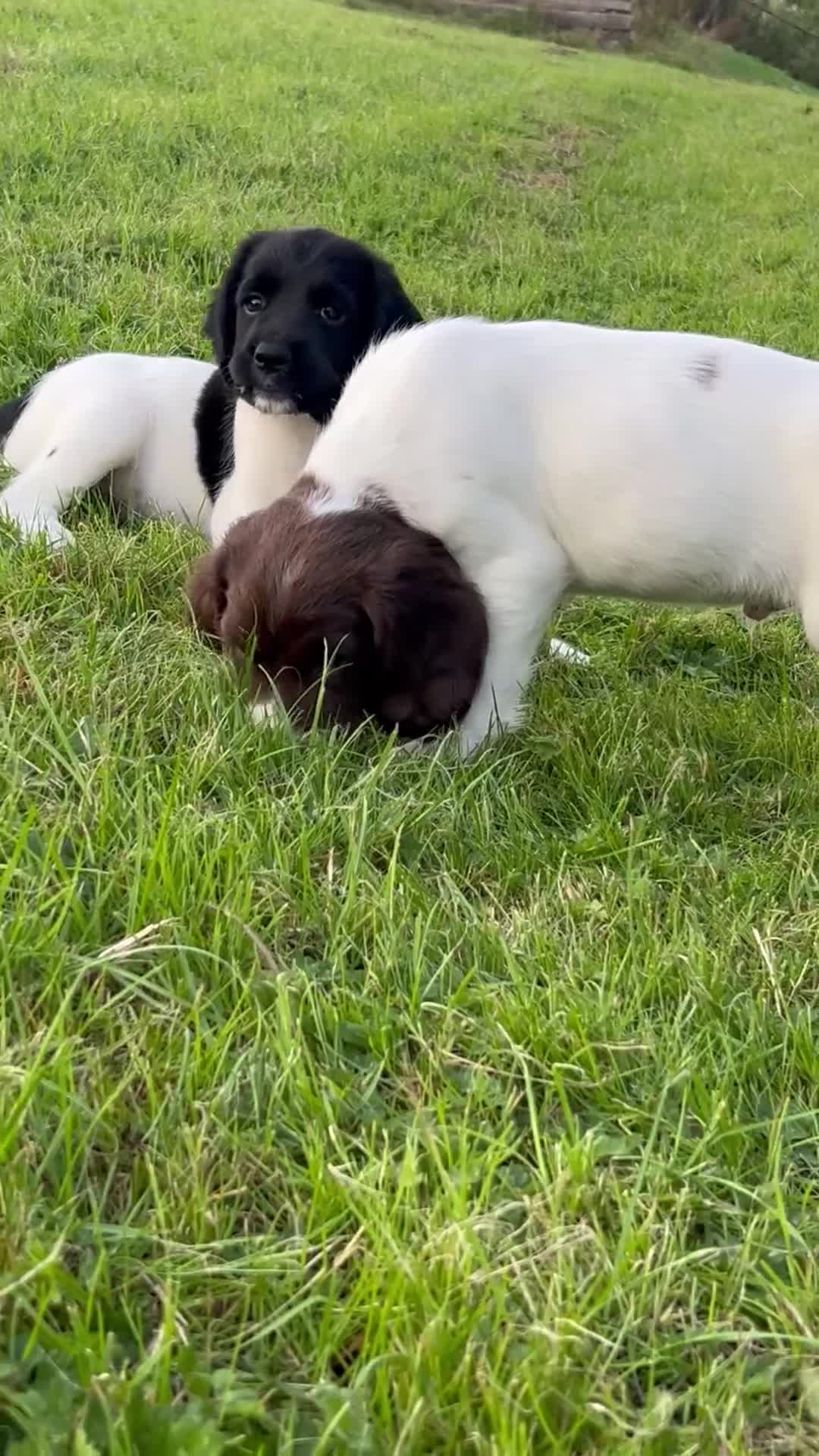 English Springer Spaniel dogs for sale: Puppy (male) KC ESS with titled parents FTW x FTAW - Video 1