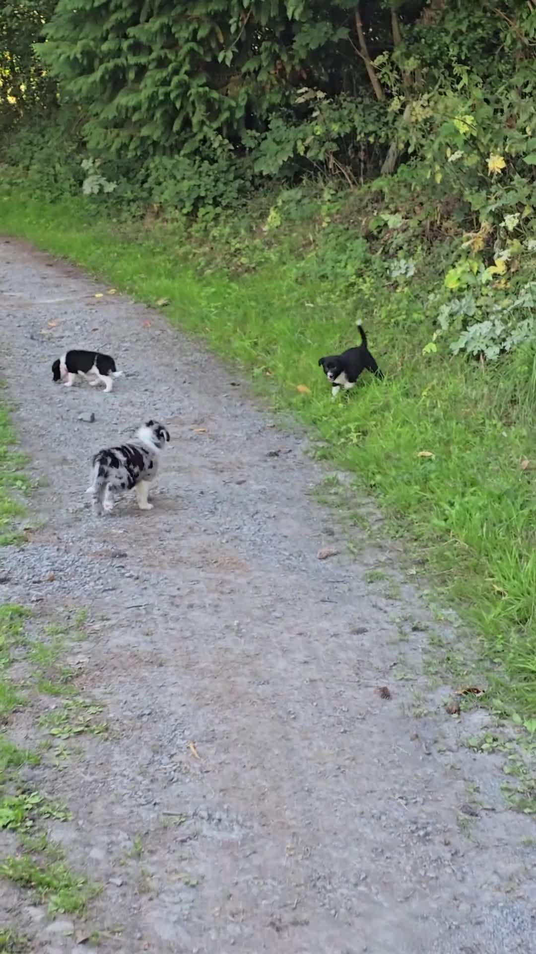 Border Collie dogs for sale:  Any farmers looking for working dogs? - Video 1