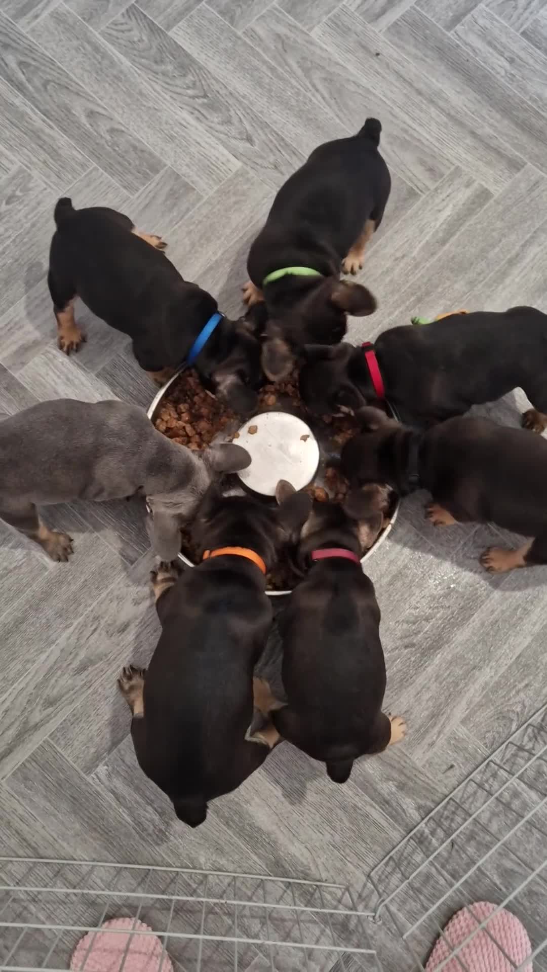 French Bulldog dogs for sale: 🌟REDUCED🌟only one girl and one boy left - Video 1
