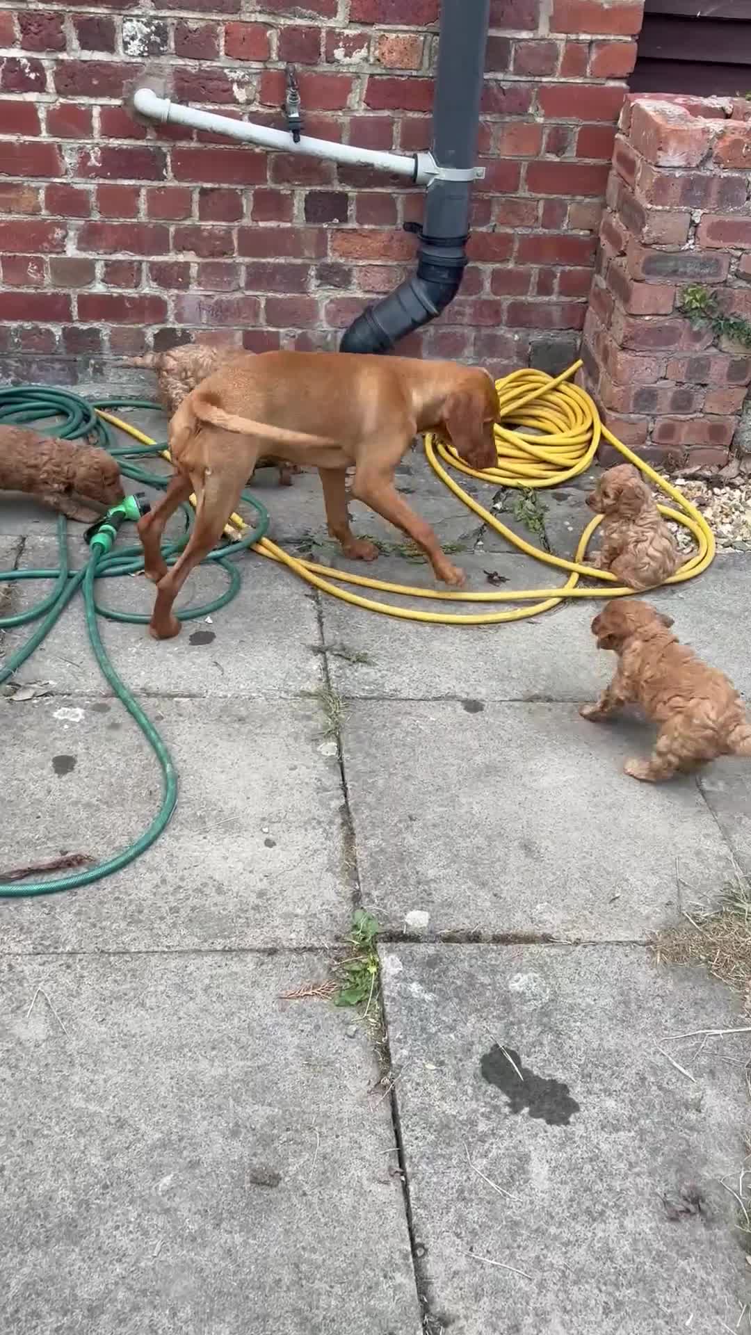 Cockapoo dogs for sale: Fox red cockerpoos  in Newtown - Video 1