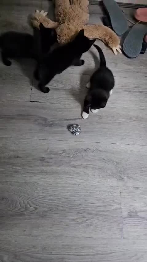 British Shorthair cats for sale: 4 beautiful kittens for sale  - Video 1