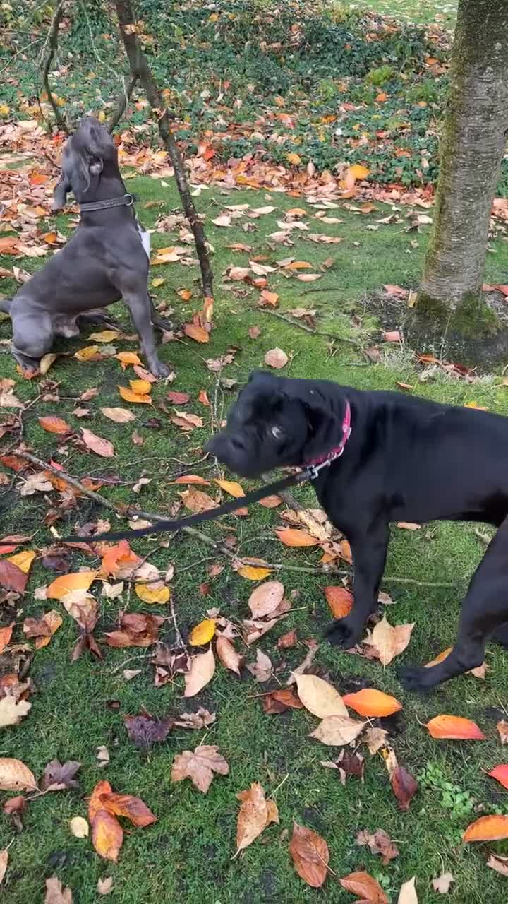 Cane Corso dogs for sale: Russian imported CANE CORSA  - Video 1