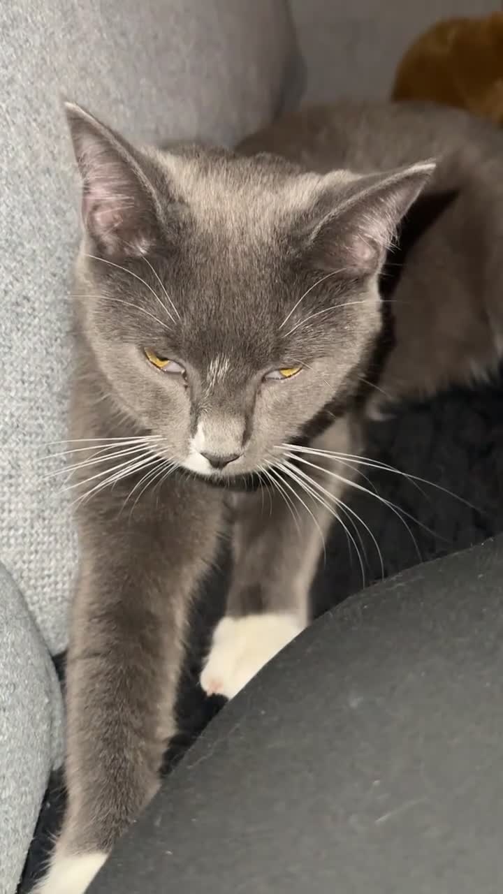 Mixed Breed cats for sale: Cat ready to be rehomed -  **   in Luton - Video 1