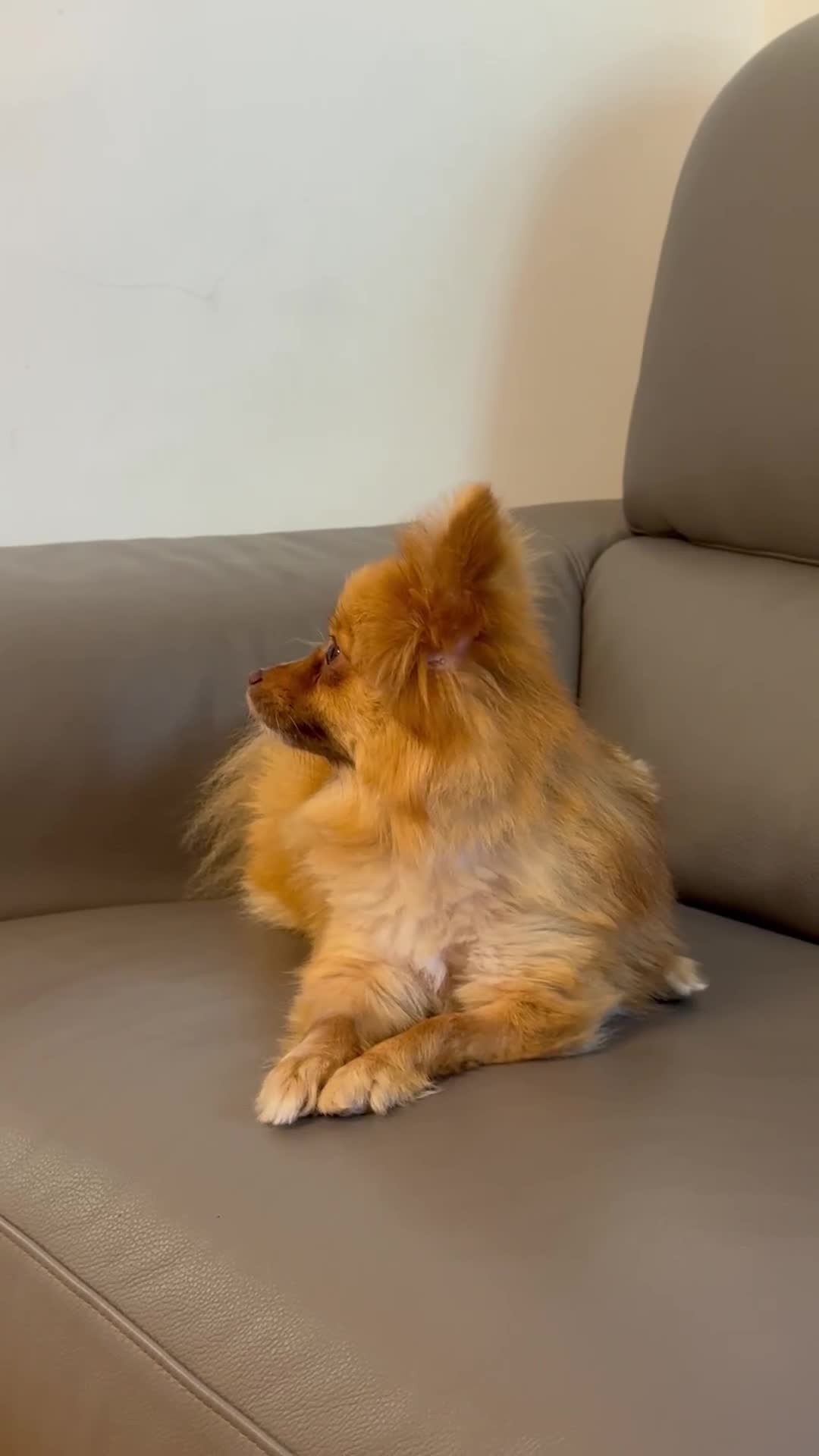 Pomeranian dogs for sale: 2-Year-Old Female Pomeranian (Not Spayed / Intact) - Video 1