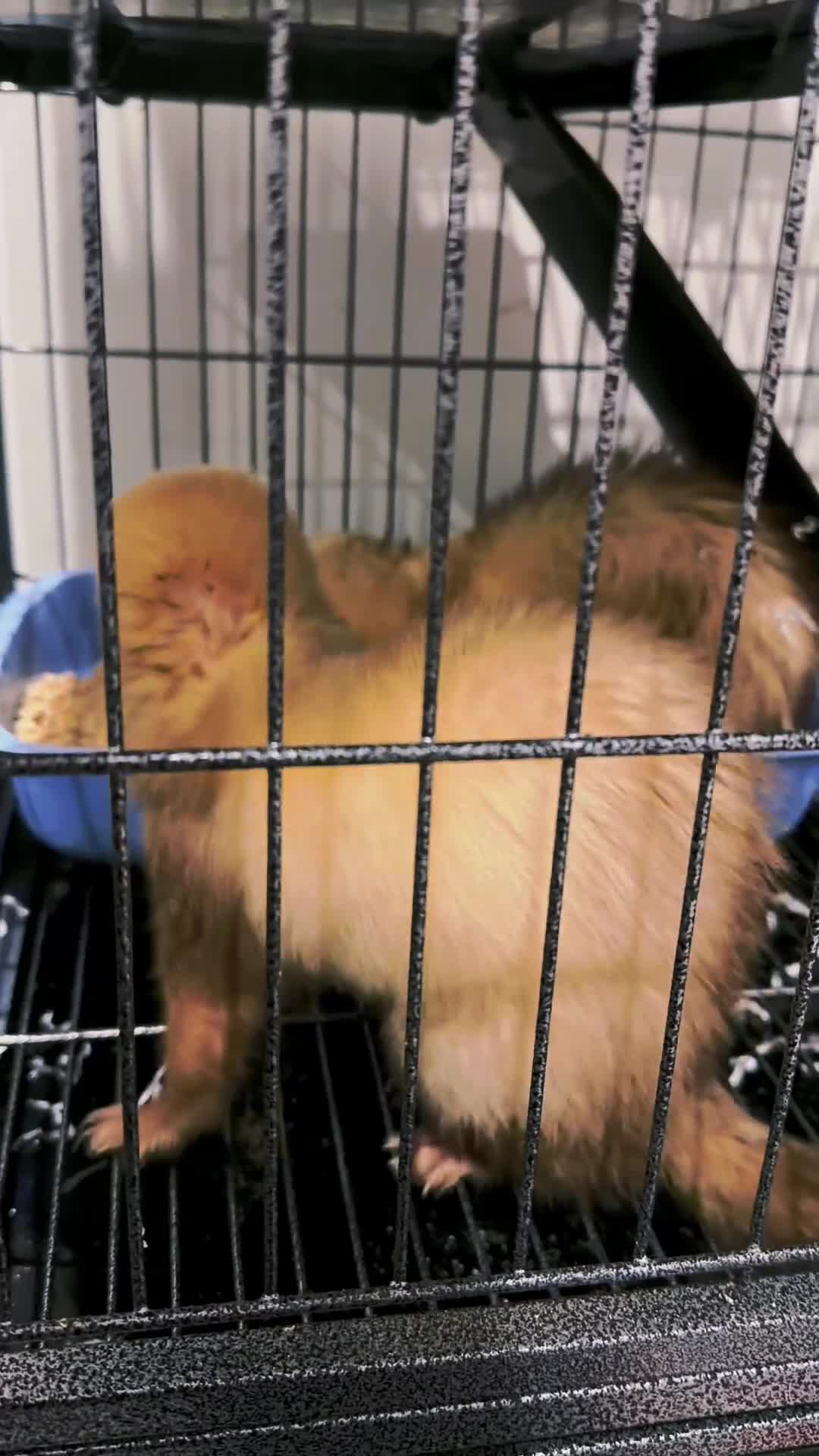 Ferret rodents for sale: 2 male ferrets - Video 1