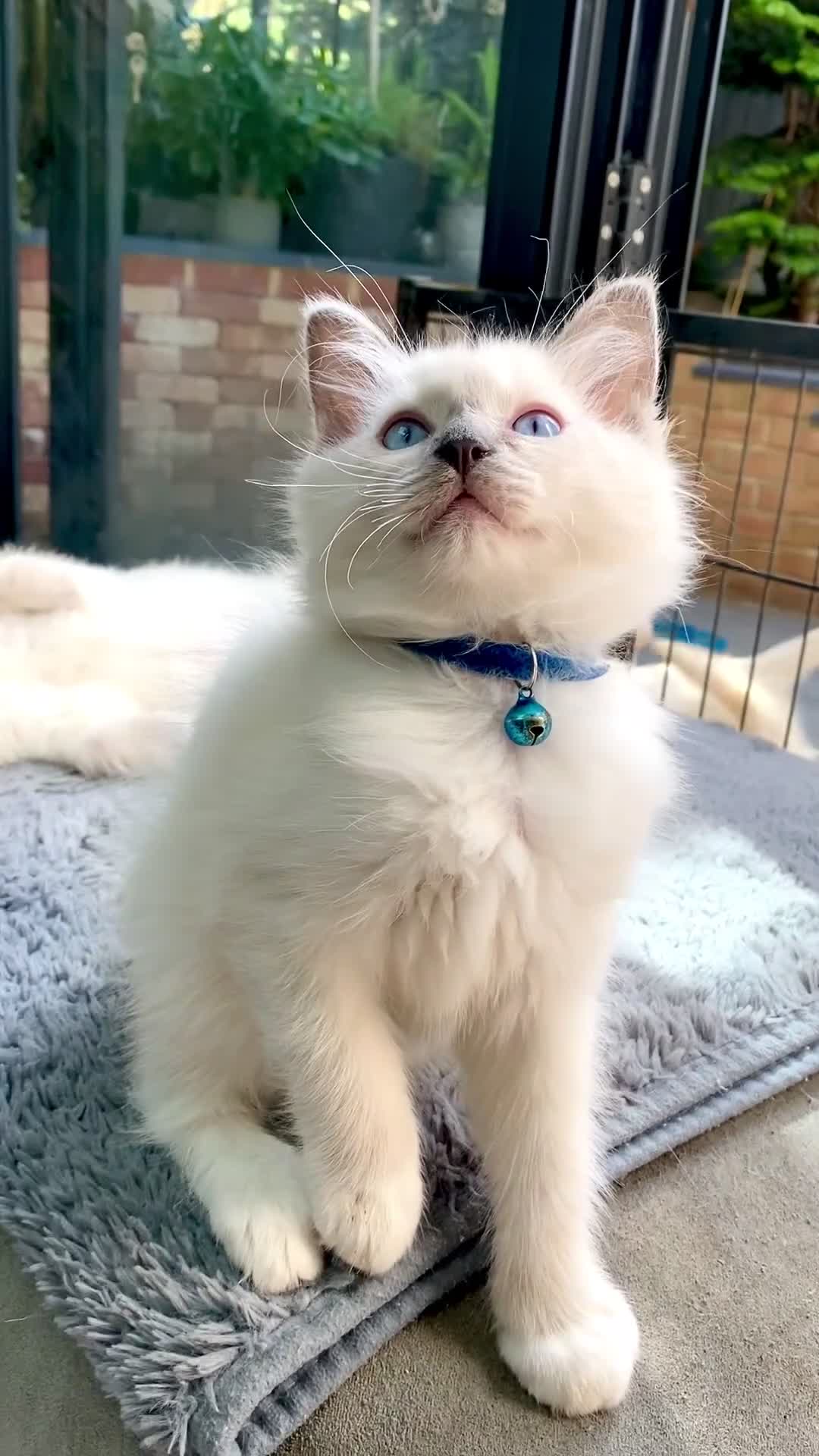 Ragdoll cats for sale: Outstanding TICA reg Kittens – Champion Bloodlines - Video 1