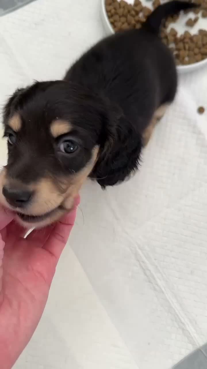 Miniature Dachshund dogs for sale: Stunning Miniature Daschund Puppies - Video 2
