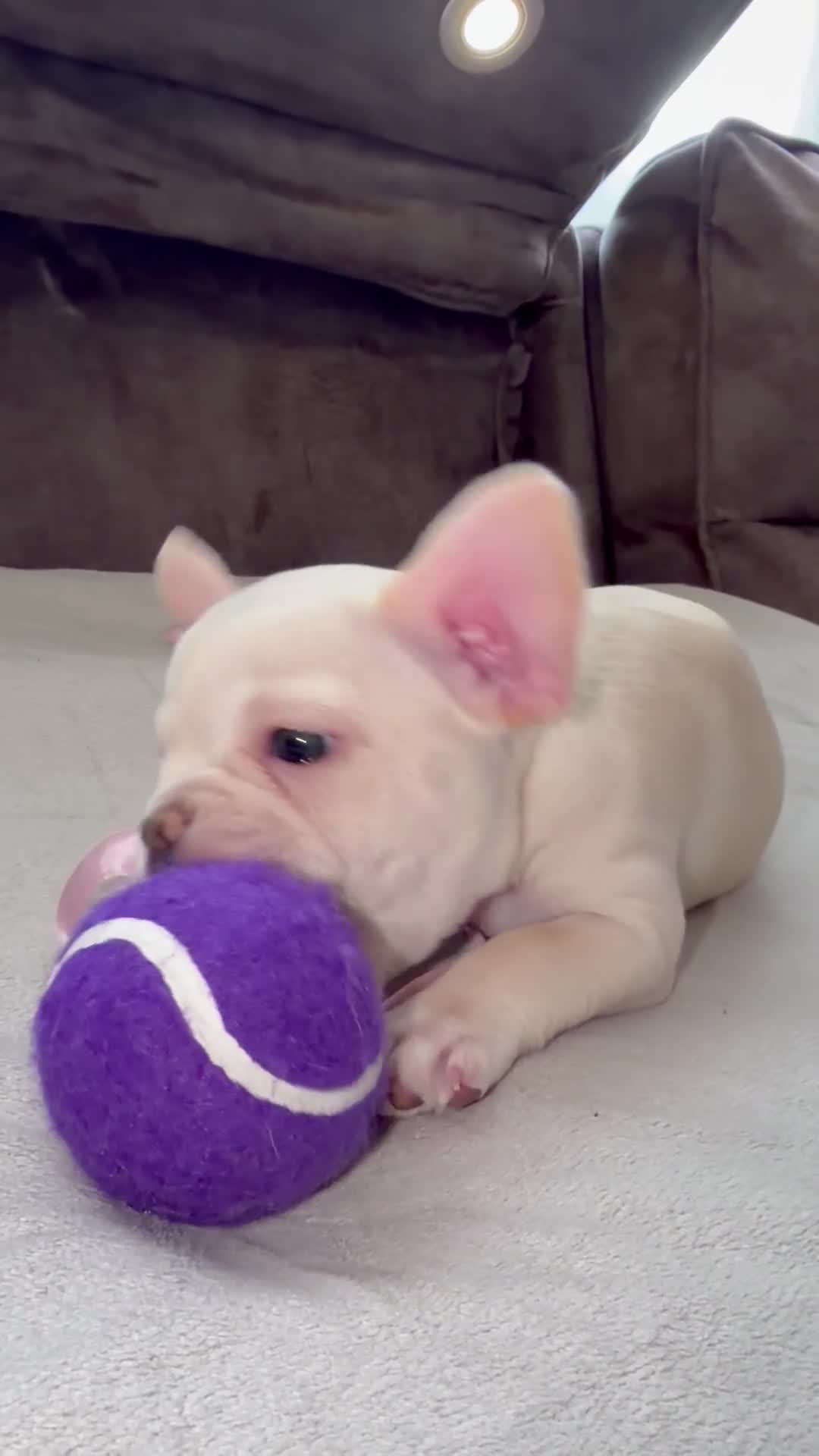 French Bulldog dogs for sale: ONLY 3 LEFT! Beautiful KC Reg French Bulldog Pups - Video 2