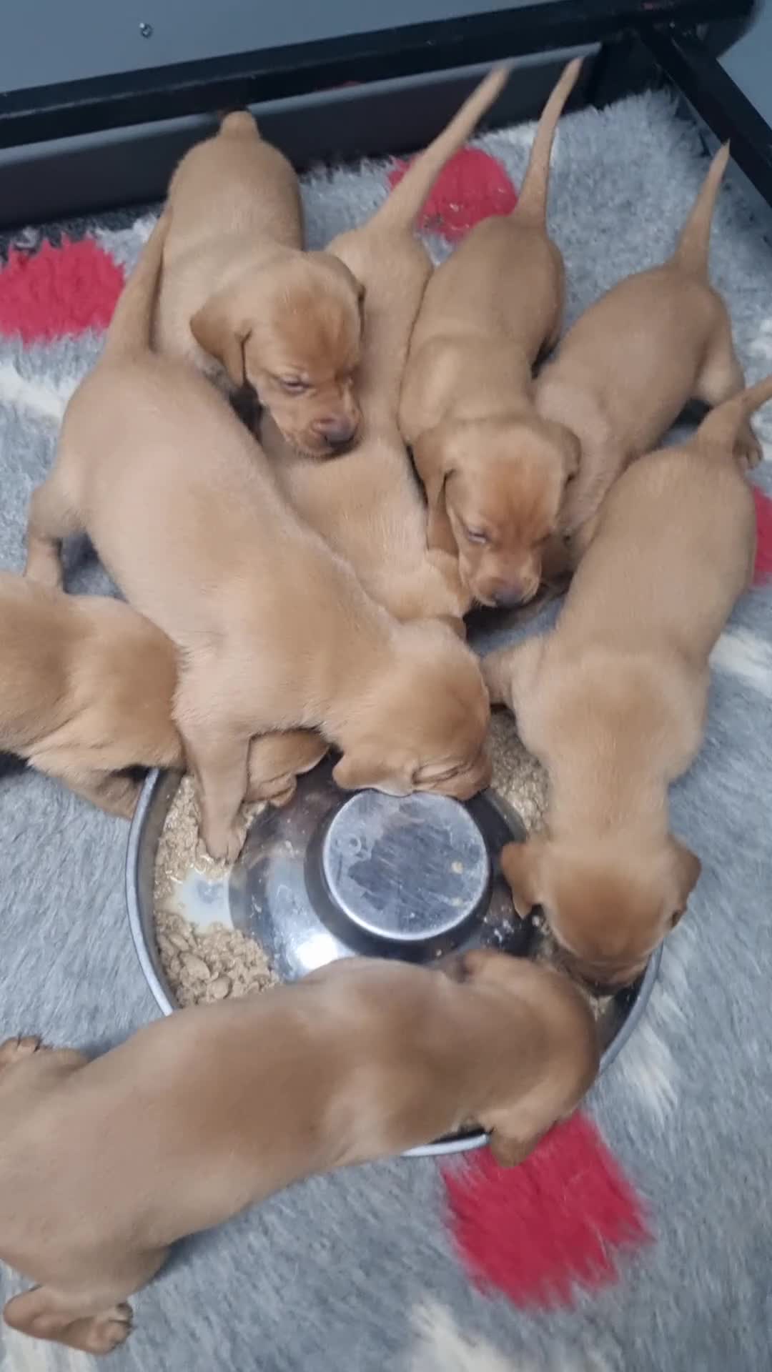 Hungarian Vizsla dogs for sale: Vizslador Puppies  - Video 2
