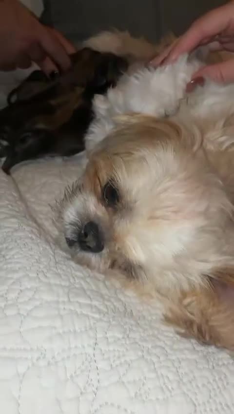 Miniature Dachshund dogs for stud: PROVEN FLUFFY MINI DACHSHUND FOR STUD  - Video 1