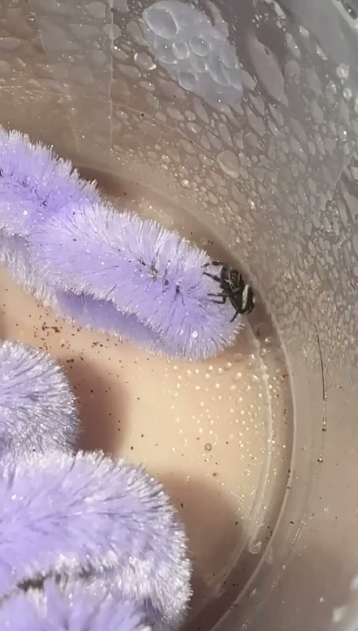 Spiders invertebrates for sale: Baby jumping spiders! in Rochdale - Video 3