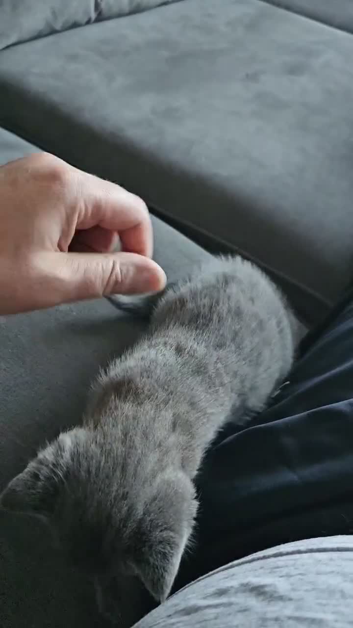 Mixed Breed cats for sale: Kittens for sale - Video 1