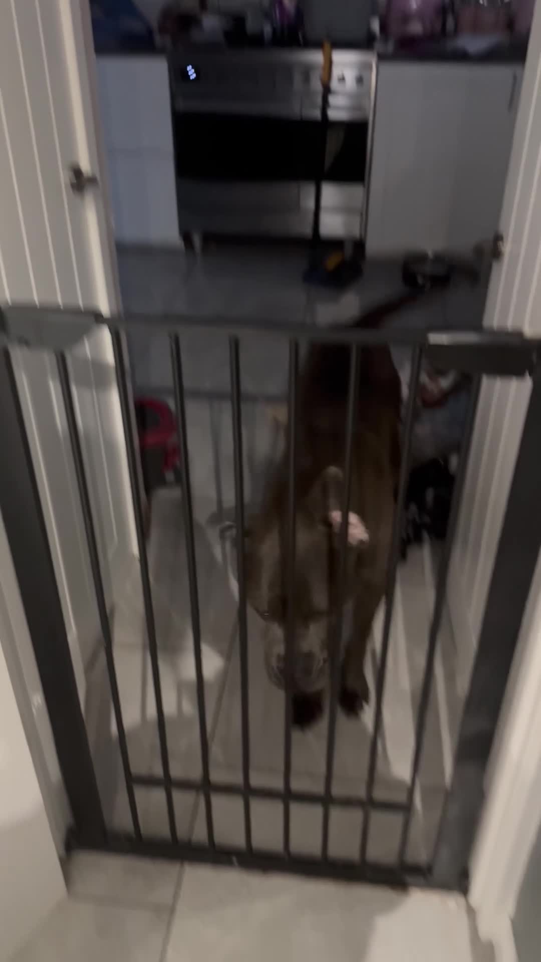 Cane Corso dogs for sale: Beautiful blue cane corso male  - Video 2