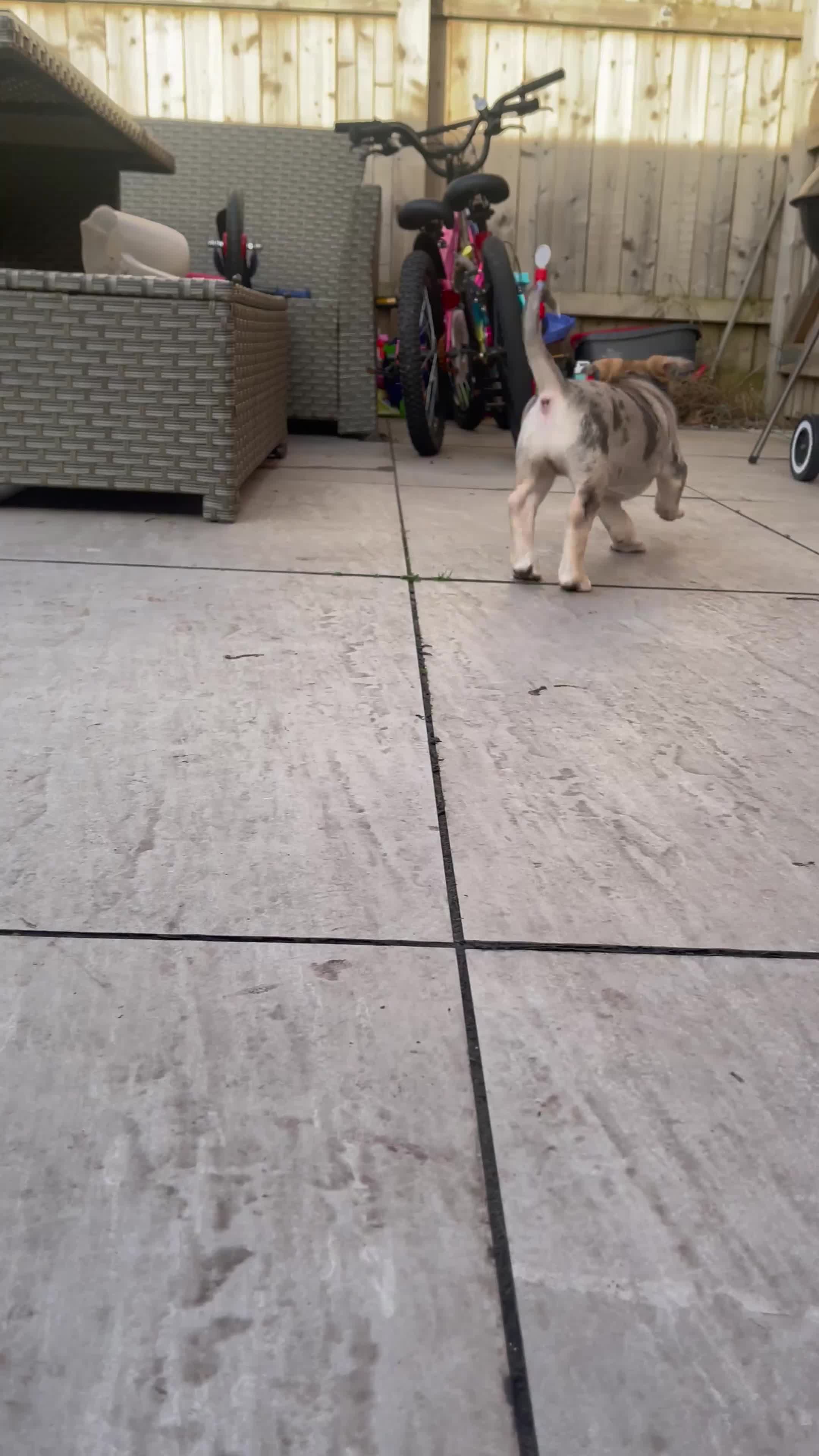 Mixed Breed dogs for sale: Old Tyme Bulldog x Husky Puppy in Leyland - Video 1