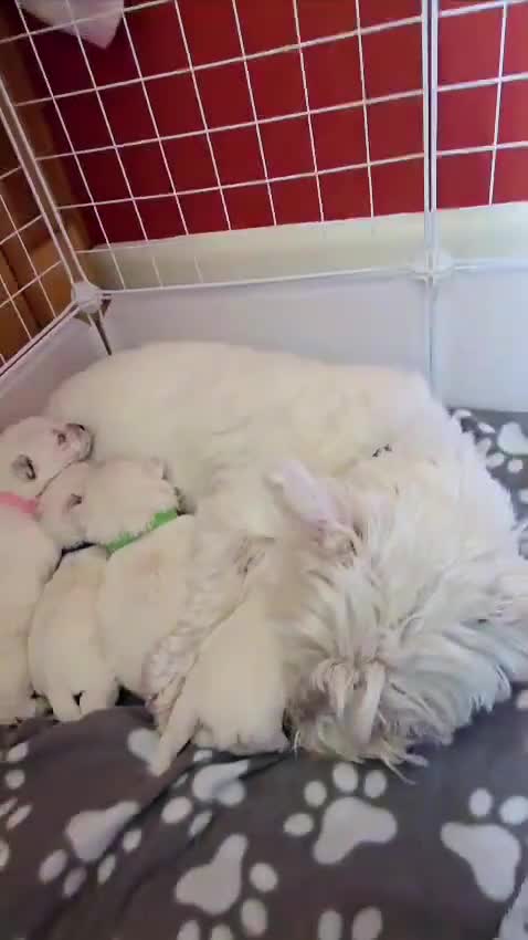 West Highland Terrier dogs for sale: West highland terrier puppies for sale in Newcastle upon Tyne - Video 1