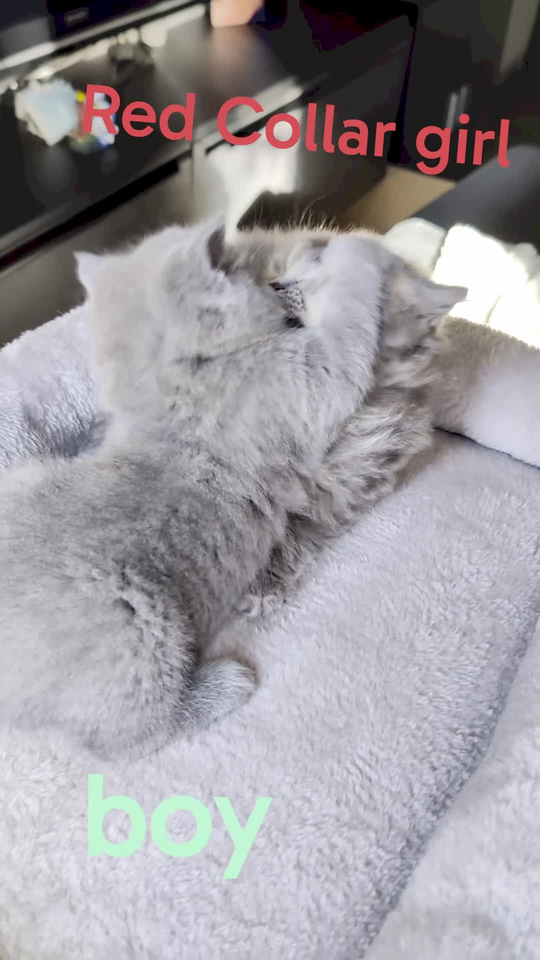 British Shorthair cats for sale: 🐾 Stunning Blue British Longhair & Shorthair  - Video 1