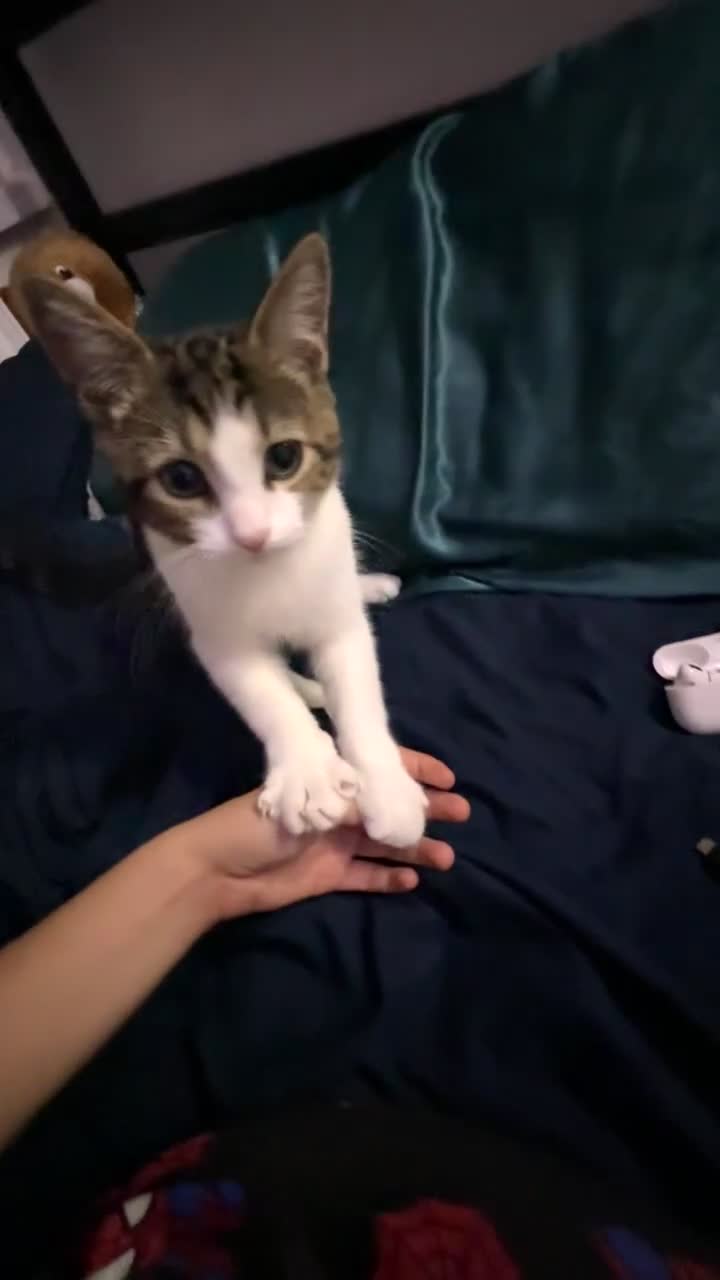 American Shorthair cats for sale: urgent selling of white kitten - Video 3