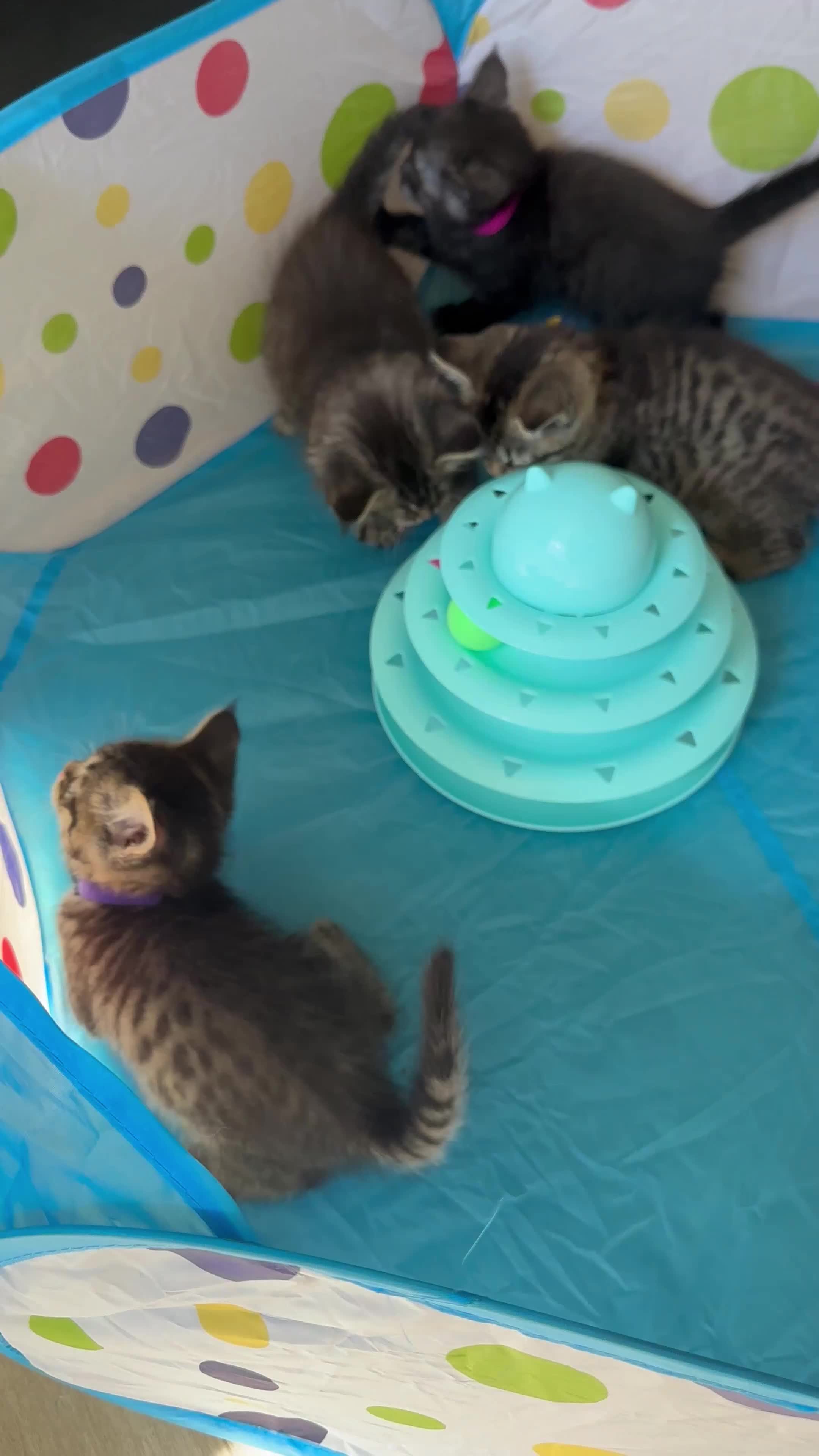 Mixed Breed cats for sale: Maine Coon x British Short Hair Kittens in Cambridge - Video 2