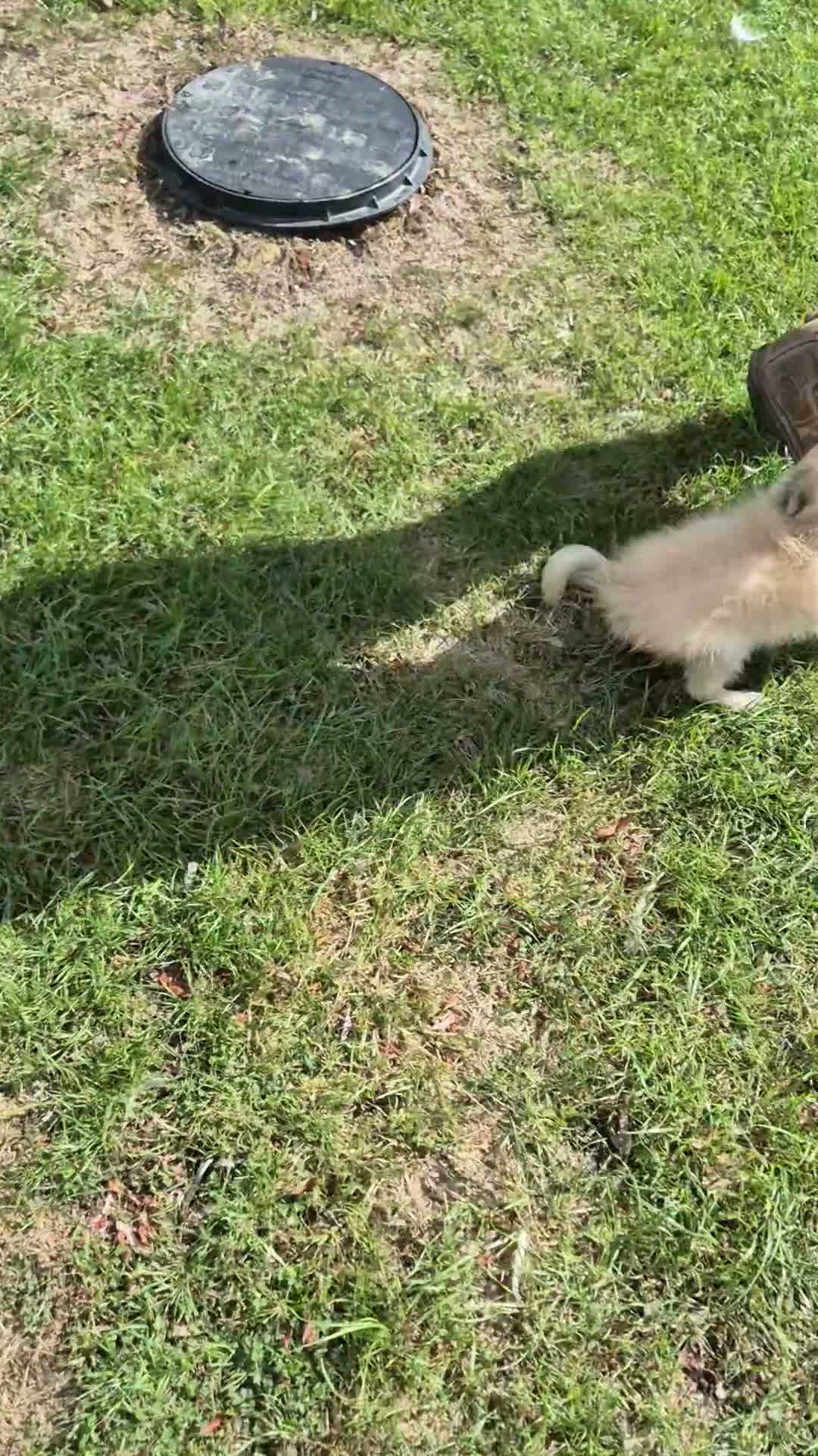 Pomchi dogs for sale: 3/4 Pomeranian (Pomchi's) - Video 1