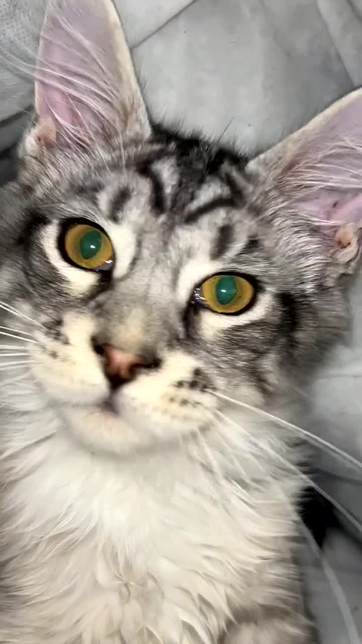 Maine Coon cats for sale: Russian XL Maine coons  - Video 1