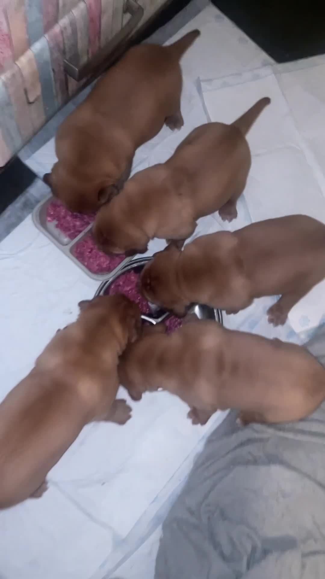 Dogue De Bordeaux dogs for sale: Last boy of the litter - Video 1