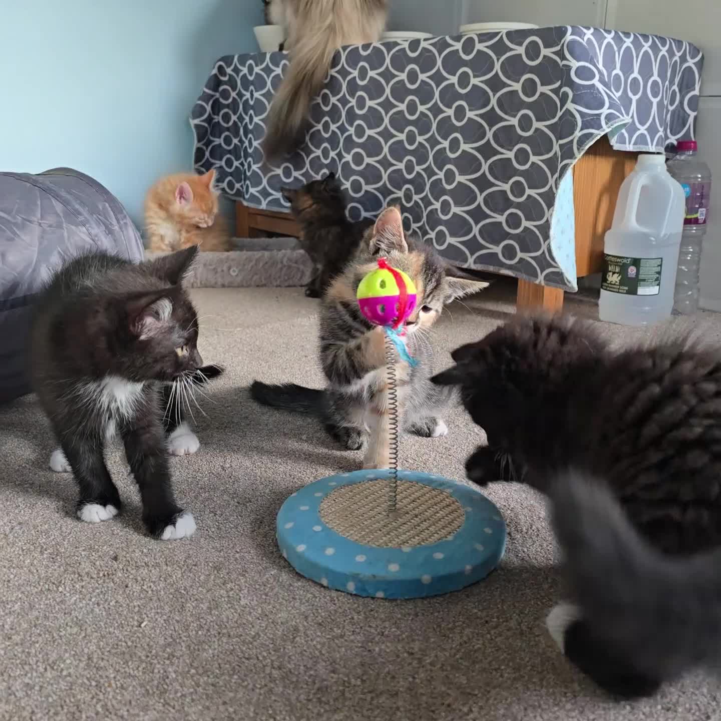 Siberian cats for sale: Siberian x pretty kittens  - Video 1