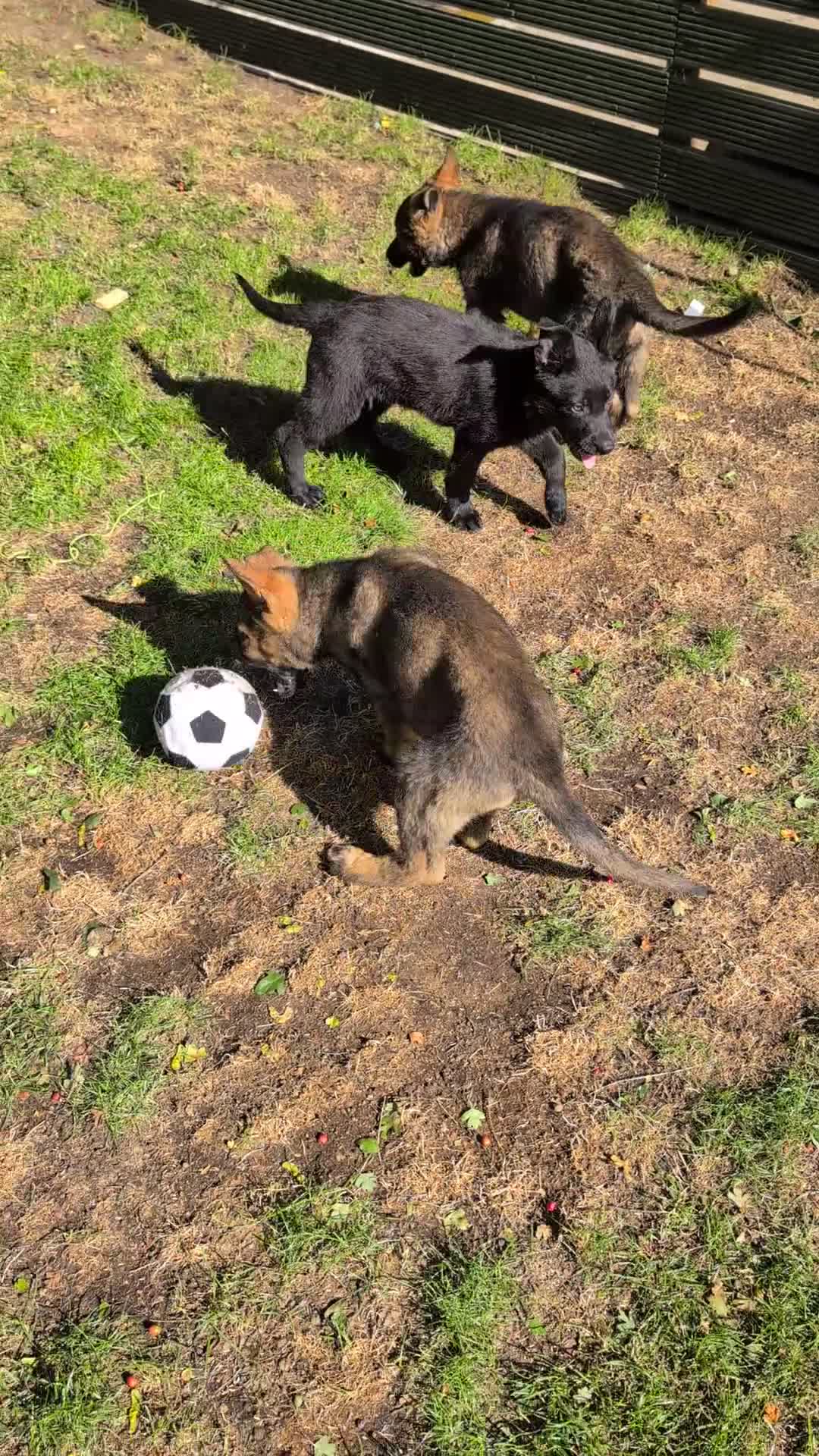 German Shepherd dogs for sale: German Shepherd puppies  - Video 1