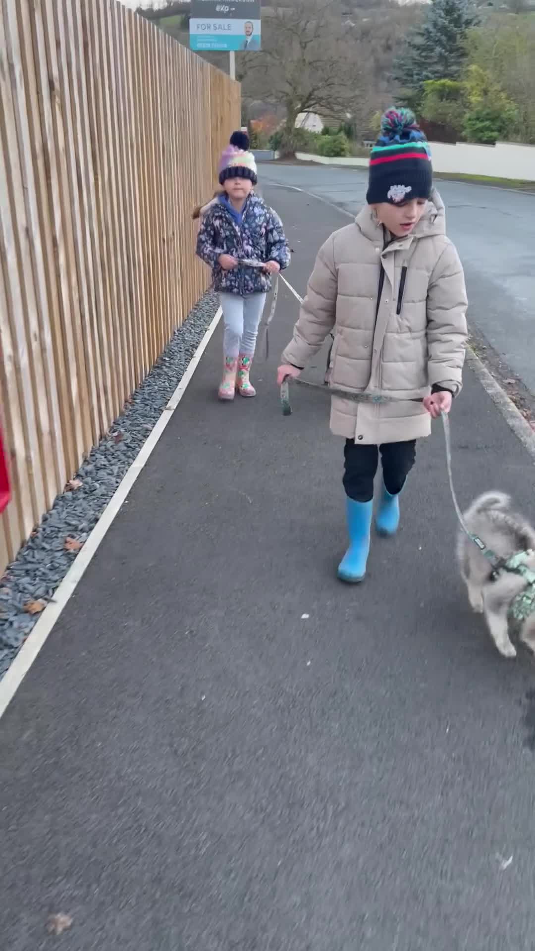 Pomsky dogs for sale: Perfect blue eyed F3 male Pomsky puppy - Video 1