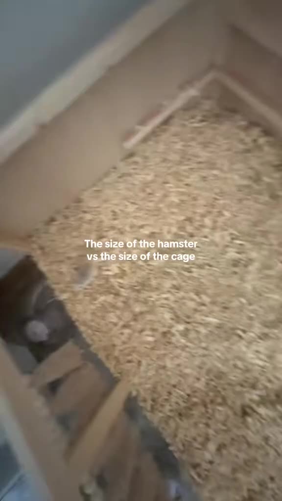 Hamster rodents for sale: Roborovski hamster w/full setup  - Video 1