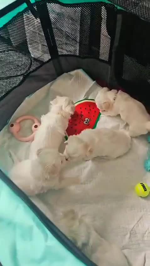 Maltese dogs for sale: 5 Male KC Maltese Puppies - Video 2