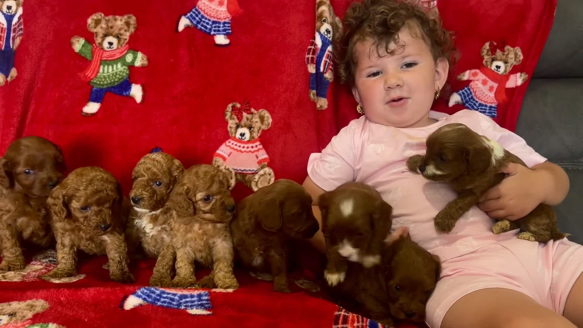 Cavapoo dogs for sale: 🐶 stunning F1B Cavapoos🐶 - Video 2