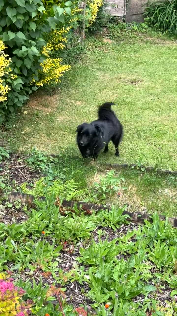 Mixed Breed dogs for sale: Beanie - Loveable Multi Breed Dog in Caerphilly - Video 1