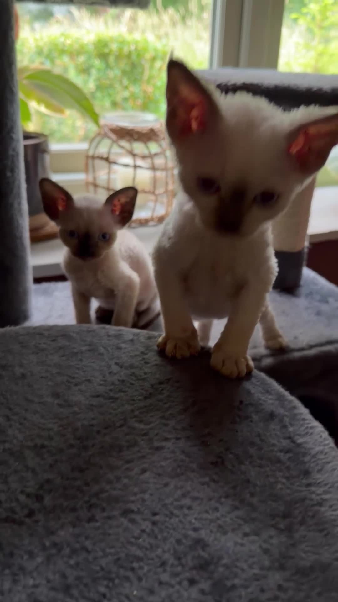 Devon Rex cats for sale: Two mischievous Devon Rex boys  - Video 4