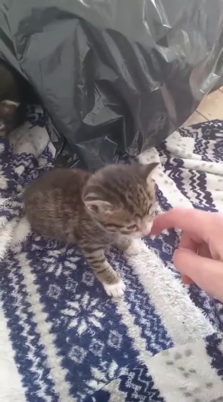 Mixed Breed cats for sale: 4 mixed kittens in Southampton - Video 2